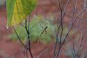 Argiope_protensa_D3575_Z_85_Mt Florence station_Australie